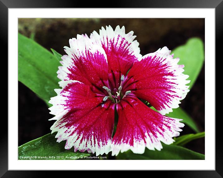 Dianthus flower Framed Mounted Print by Mandy Rice