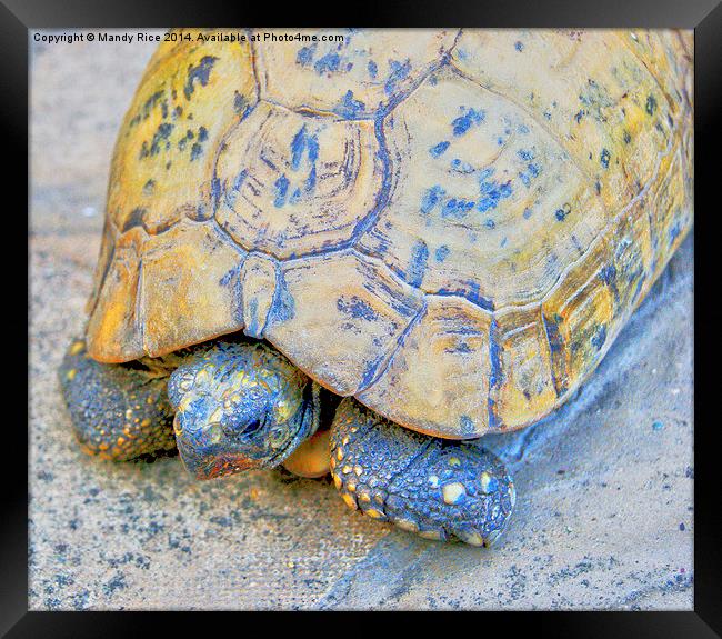  Tortoise Framed Print by Mandy Rice