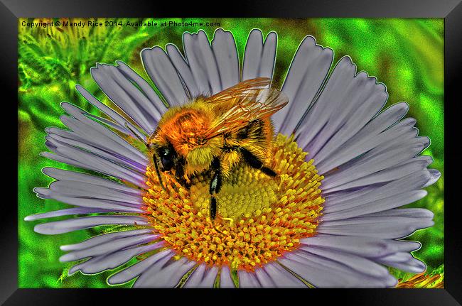  Bee on flower Framed Print by Mandy Rice