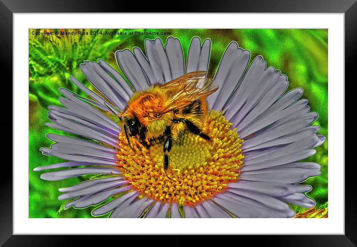  Bee on flower Framed Mounted Print by Mandy Rice