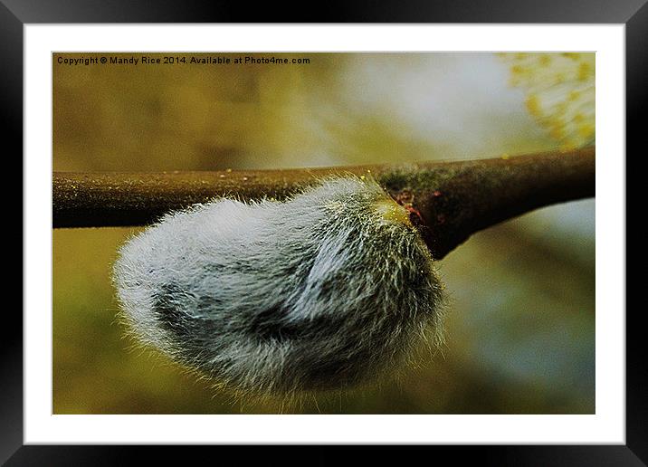  pussy willow with furry catkin Framed Mounted Print by Mandy Rice