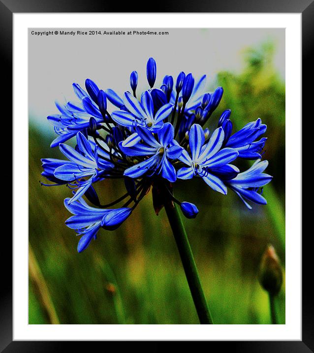  Agapanthus - Blue Framed Mounted Print by Mandy Rice
