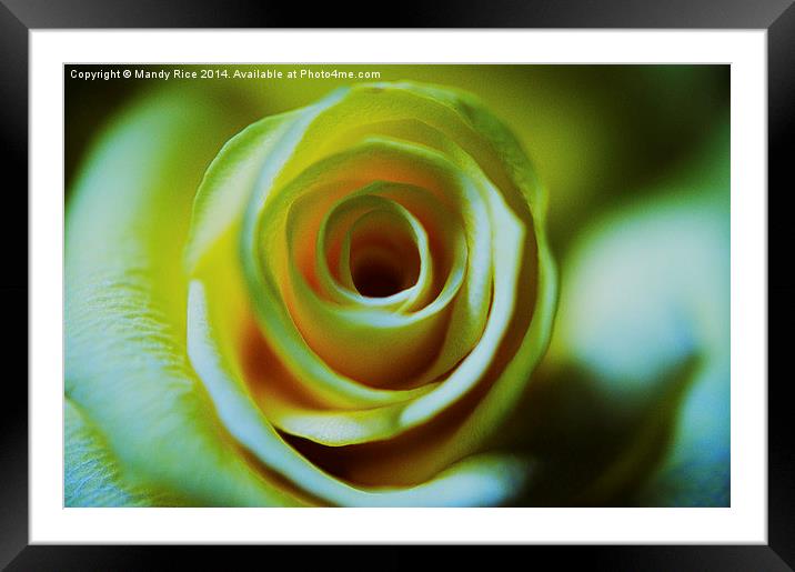 Cream Rose Framed Mounted Print by Mandy Rice