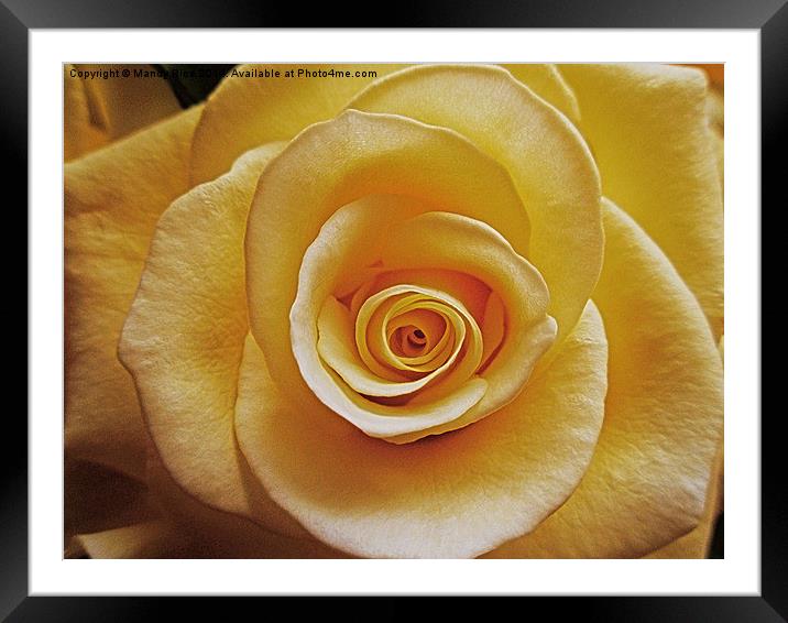  Cream coloured rose Framed Mounted Print by Mandy Rice