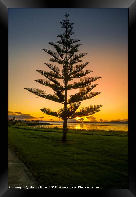 Norfolk Island Pine NZ Framed Print by Mandy Rice
