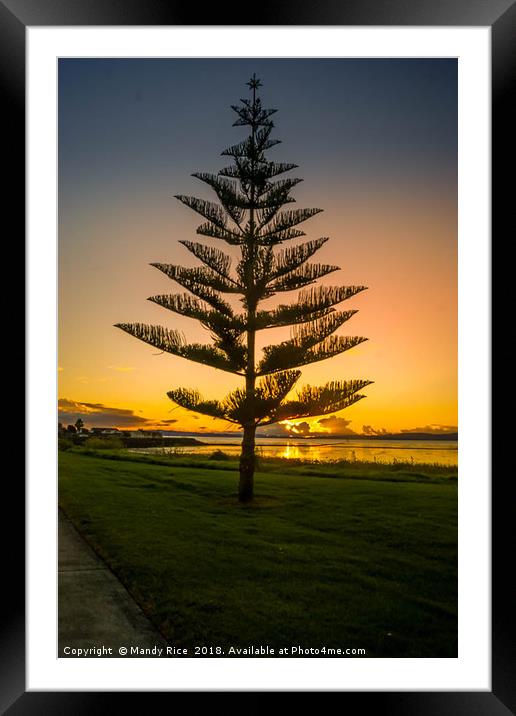 Norfolk Island Pine NZ Framed Mounted Print by Mandy Rice