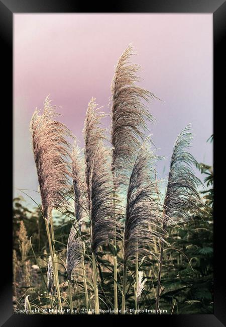 Pampas grass Framed Print by Mandy Rice