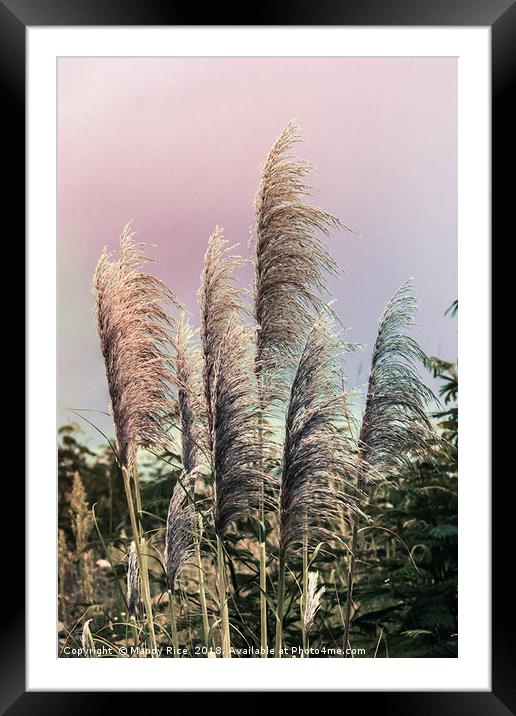 Pampas grass Framed Mounted Print by Mandy Rice