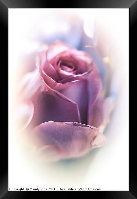 Pink rose bud Framed Print by Mandy Rice