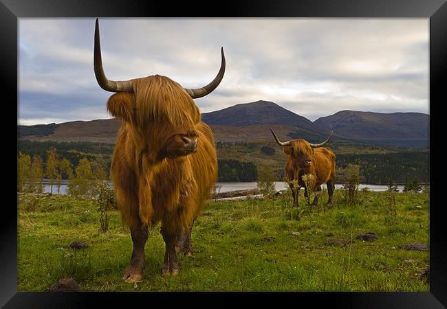 Highland Cattle, Loch Garry, Scotland Framed Print by Richard Nicholls