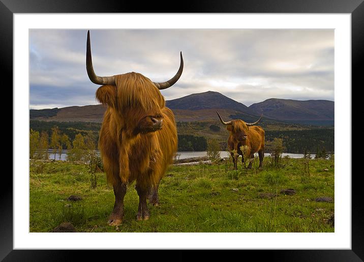 Highland Cattle, Loch Garry, Scotland Framed Mounted Print by Richard Nicholls