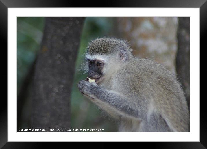 Monkey Lunch Framed Mounted Print by Richard Bignell