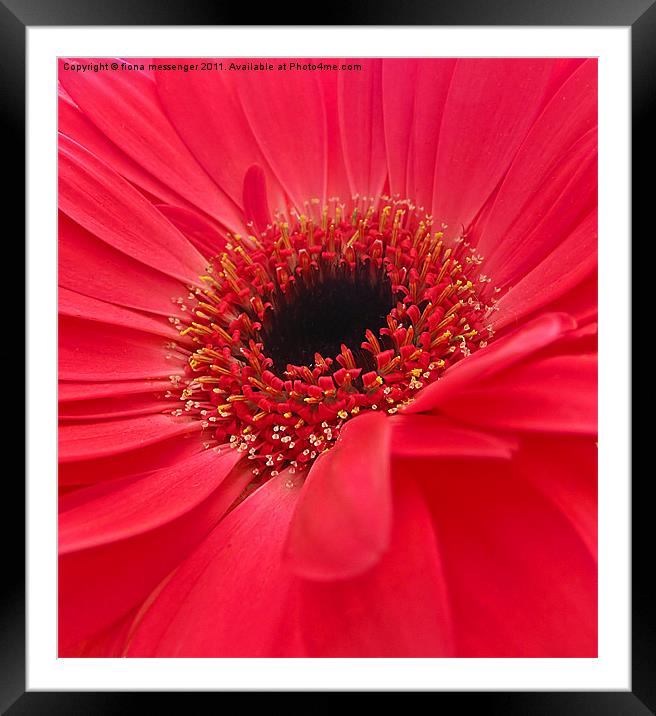 vibrant red gerbera Framed Mounted Print by Fiona Messenger