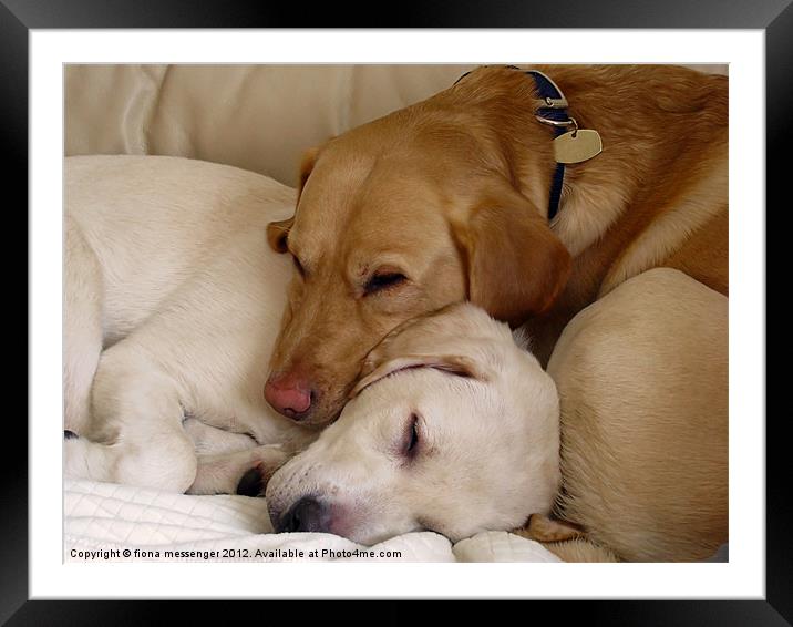 Let Sleeping Dogs Lie Framed Mounted Print by Fiona Messenger