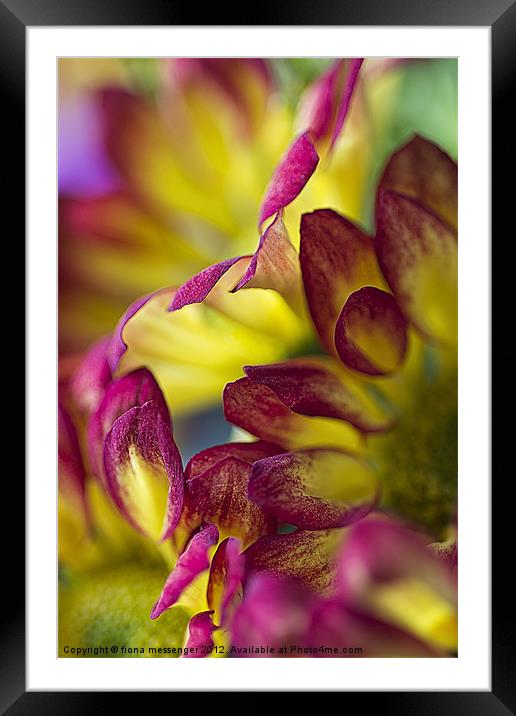 red yellow chrysanthemum Framed Mounted Print by Fiona Messenger