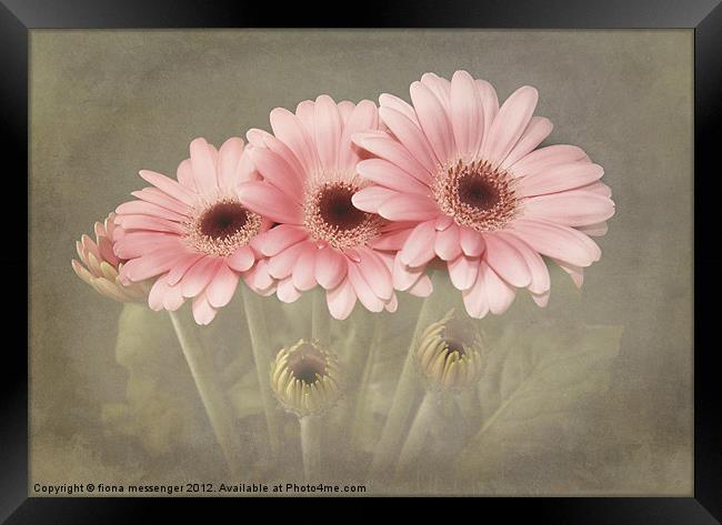 Pink Gerberas Framed Print by Fiona Messenger