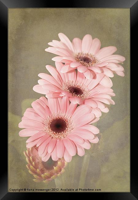Pink Gerbera Flowers Framed Print by Fiona Messenger