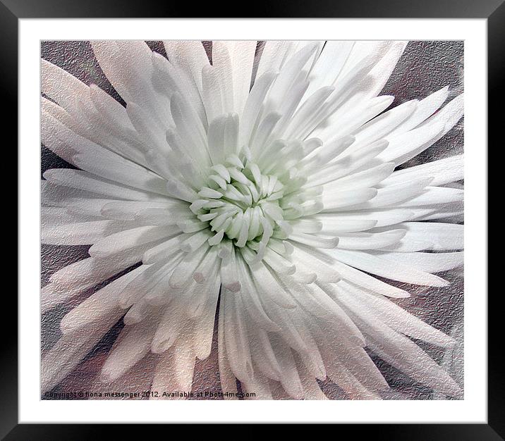 White Chrysanthemum Framed Mounted Print by Fiona Messenger
