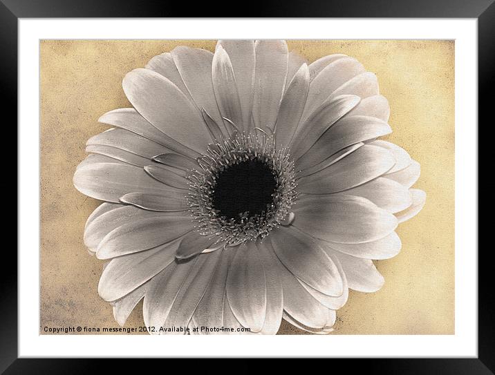 Gerbera Desaturated Framed Mounted Print by Fiona Messenger