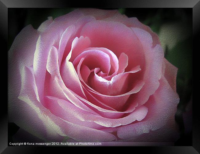 Blush Pink Rose Framed Print by Fiona Messenger