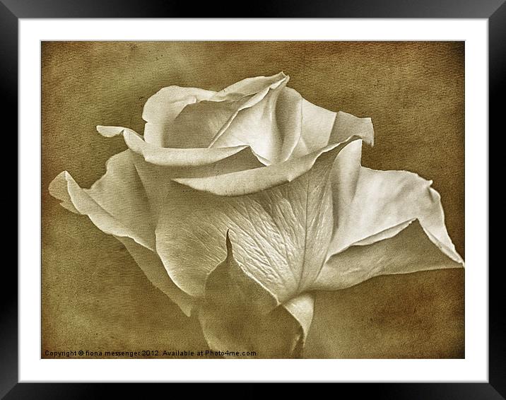Textured White Rose Framed Mounted Print by Fiona Messenger