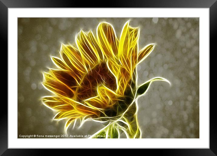 Sunflower Fractalius Framed Mounted Print by Fiona Messenger