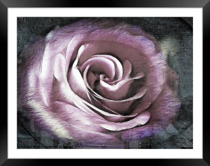 Blush Pink Rose Framed Mounted Print by Fiona Messenger