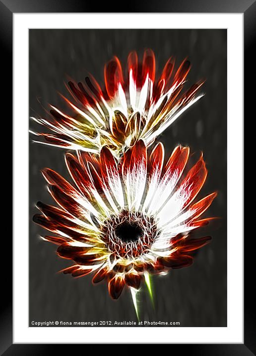 Red and Cream Gerbera Framed Mounted Print by Fiona Messenger
