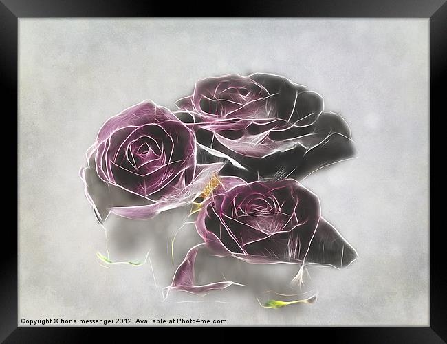 Dark roses Framed Print by Fiona Messenger