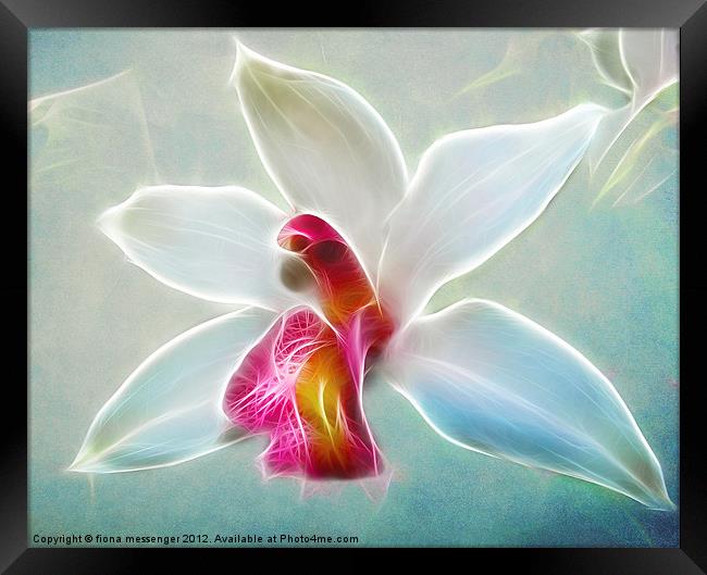 Orchid Blues Framed Print by Fiona Messenger