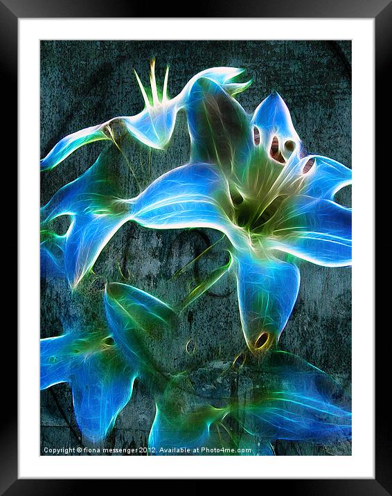Lily Blue Framed Mounted Print by Fiona Messenger