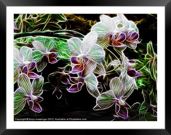 Orchids Framed Mounted Print by Fiona Messenger