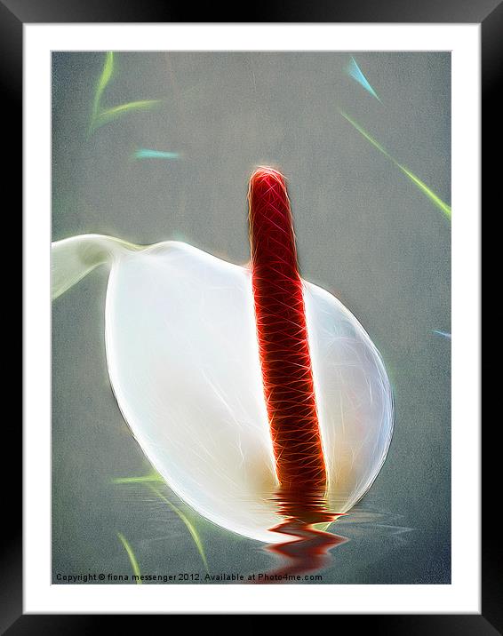 White Anthurium Framed Mounted Print by Fiona Messenger