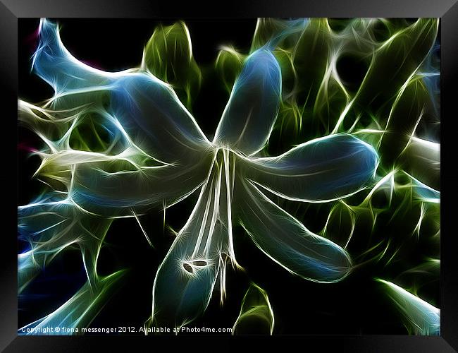 Agapanthus Flower Framed Print by Fiona Messenger