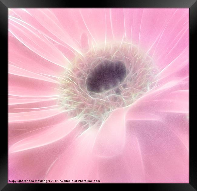 Gerbera in Pink Framed Print by Fiona Messenger