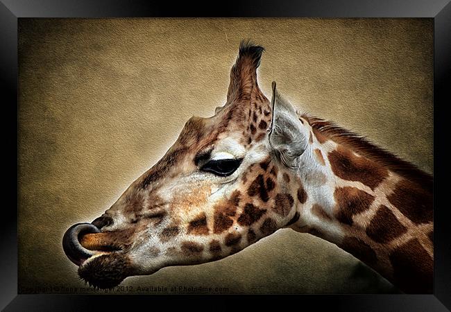 Giraffe Framed Print by Fiona Messenger