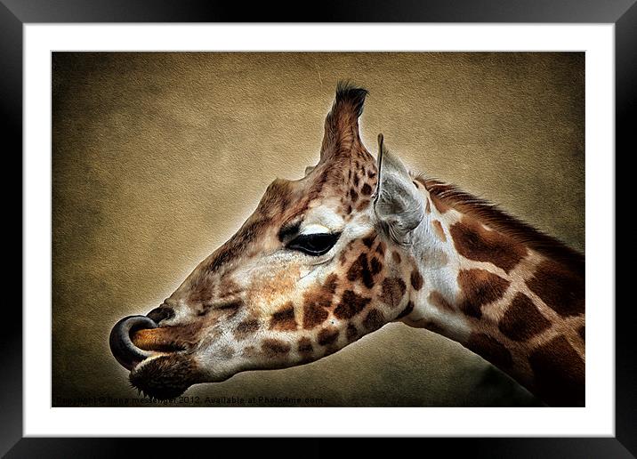 Giraffe Framed Mounted Print by Fiona Messenger