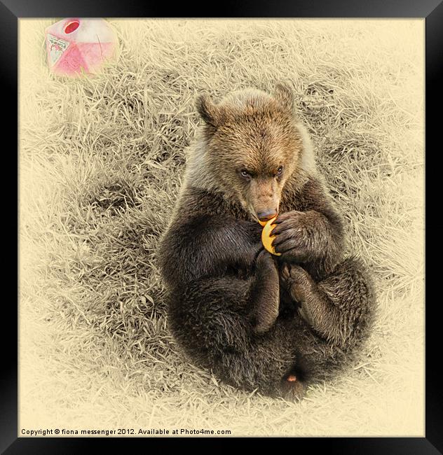 Bear Cub Framed Print by Fiona Messenger