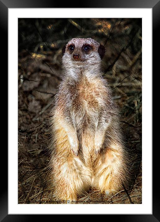 Meerkat Framed Mounted Print by Fiona Messenger