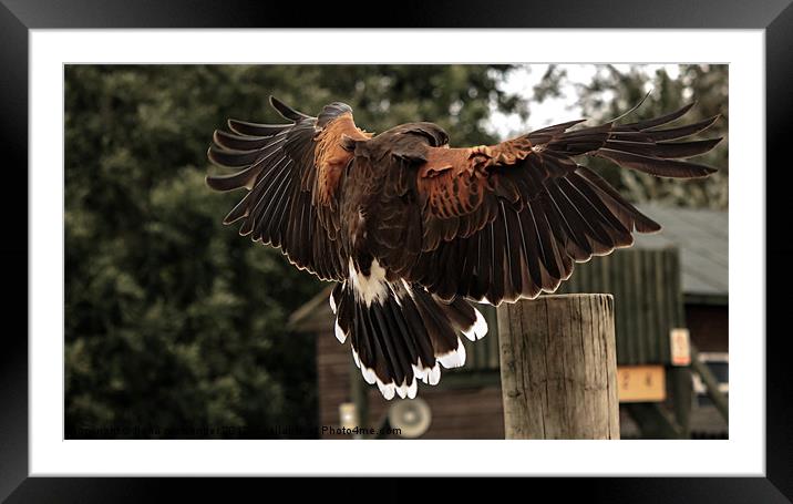 Red Tailed Hawk Framed Mounted Print by Fiona Messenger