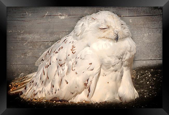 Sunbathing Snowy Owl Framed Print by Fiona Messenger