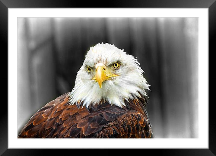 Bald Eagle Framed Mounted Print by Fiona Messenger