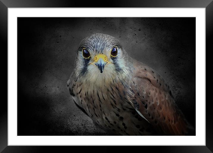 A Kestrel called Rosie Framed Mounted Print by Fiona Messenger