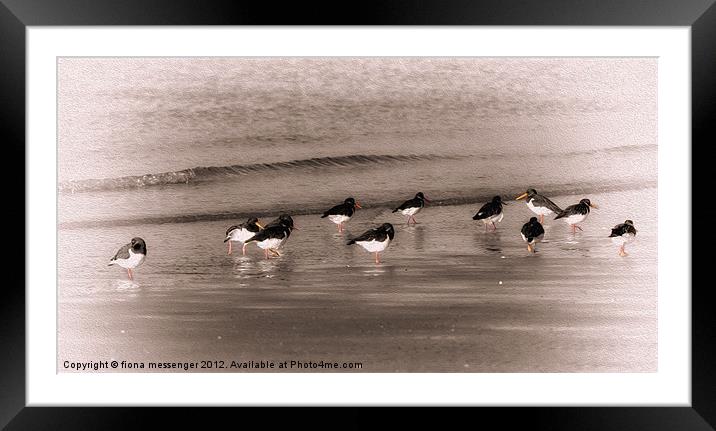 Morning Paddle Framed Mounted Print by Fiona Messenger