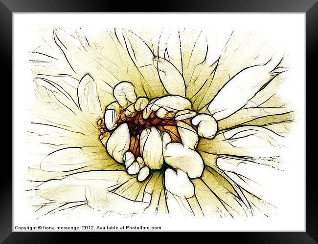 Chrysanthemum Framed Print by Fiona Messenger