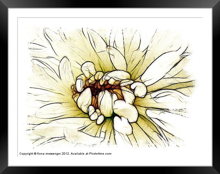 Chrysanthemum Framed Mounted Print by Fiona Messenger