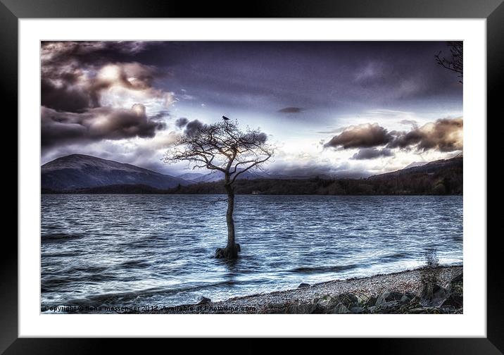 Lone Tree Framed Mounted Print by Fiona Messenger