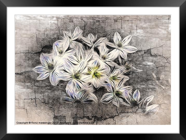 Allium Greys Framed Mounted Print by Fiona Messenger