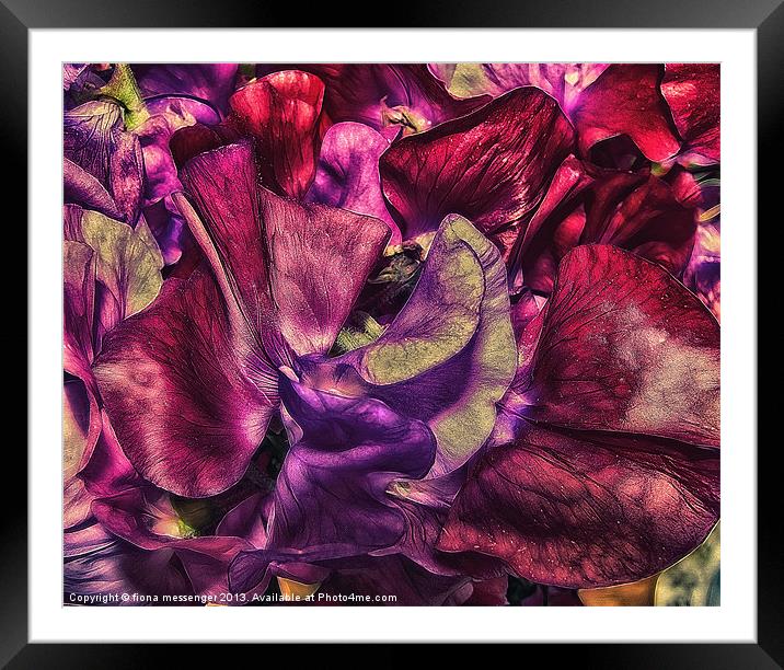 A Vivid Tapestry of Sweetpeas Framed Mounted Print by Fiona Messenger