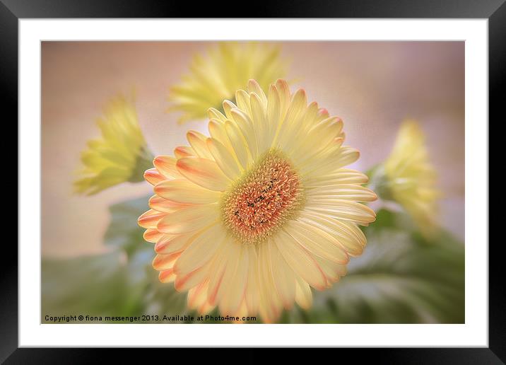 A touch of Sunshine Framed Mounted Print by Fiona Messenger